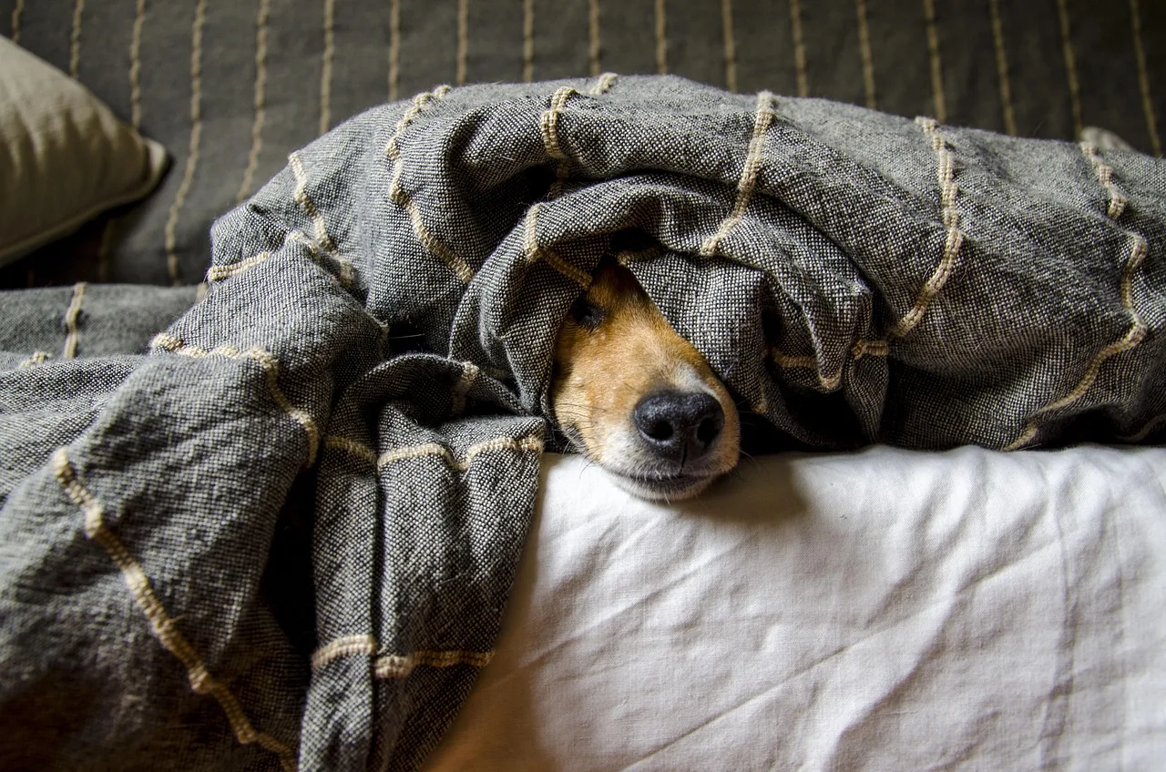桃園嚴打非法繁殖,63隻犬隻獲救重獲新生 首波法鬥認養抽籤8/15登場