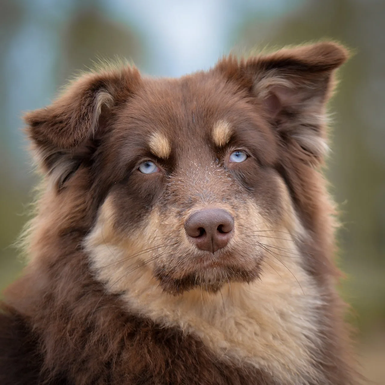 苗栗縣攜手社區推動高強度母犬絕育計畫,,。共創安全友善環境